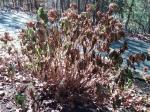 Hydrangea bush in fall before pruning